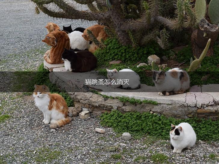 猫跳蚤怎么消灭,第1张 猫跳蚤怎么消灭,第1张