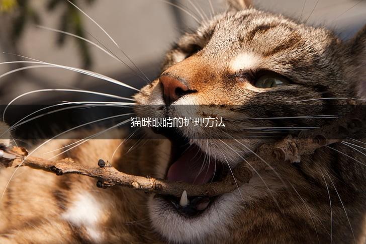 猫眯眼睛的护理方法,第1张 猫眯眼睛的护理方法,第1张