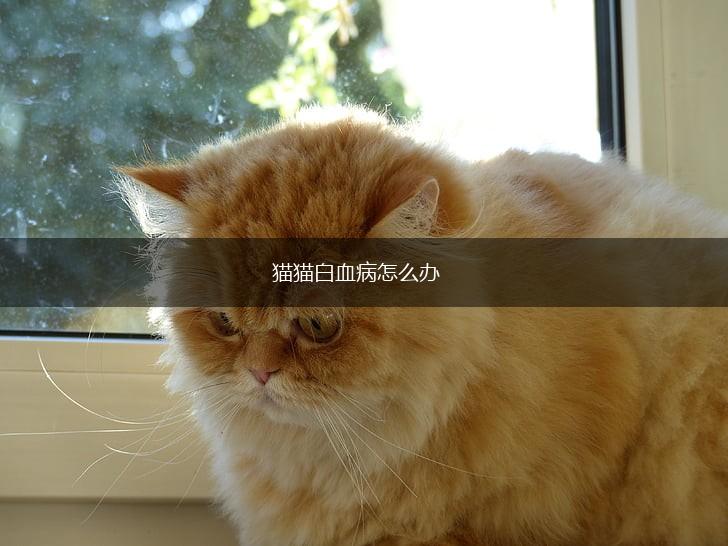 猫猫白血病怎么办,第1张 猫猫白血病怎么办,第1张