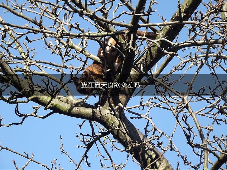 猫在夏天食欲变差吗,第1张 猫在夏天食欲变差吗,第1张