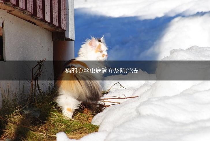 猫的心丝虫病简介及防治法,第1张 猫的心丝虫病简介及防治法,第1张