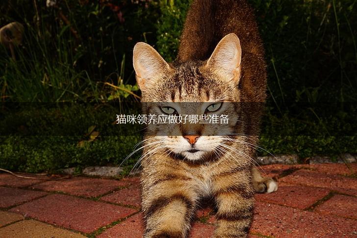 猫咪领养应做好哪些准备,第1张 猫咪领养应做好哪些准备,第1张