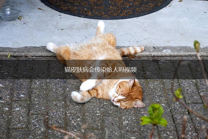 猫皮肤病会传染给人吗视频,第1张