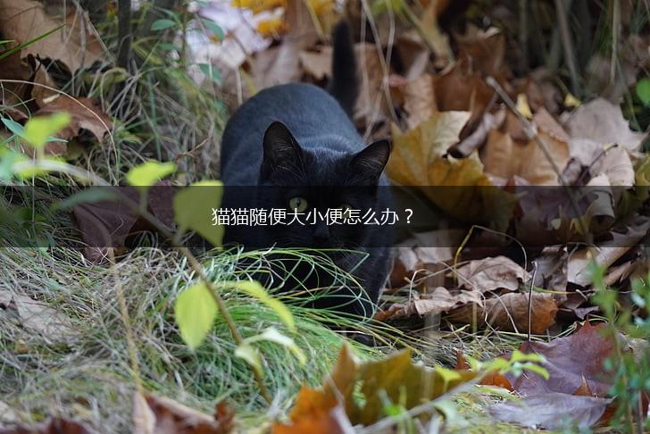 猫猫随便大小便怎么办?,第1张 猫猫随便大小便怎么办?,第1张