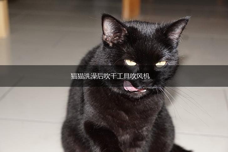 猫猫洗澡后吹干工具吹风机,第1张 猫猫洗澡后吹干工具吹风机,第1张