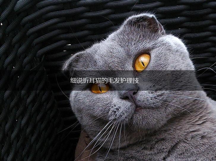 细说折耳猫的毛发护理技,第1张 细说折耳猫的毛发护理技,第1张