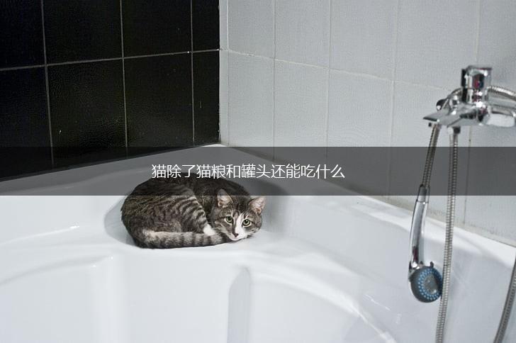猫除了猫粮和罐头还能吃什么,第1张 猫除了猫粮和罐头还能吃什么,第1张