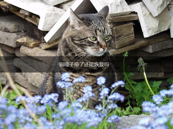 猫嗓子哑了还能恢复吗,第1张 猫嗓子哑了还能恢复吗,第1张