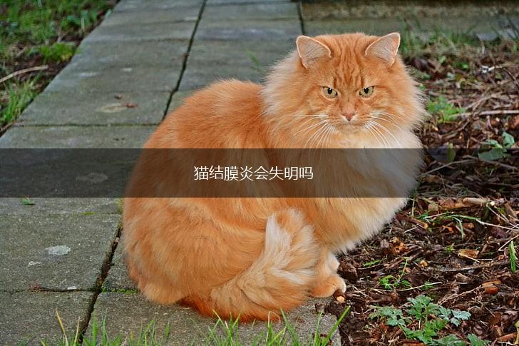 猫结膜炎会失明吗,第1张 猫结膜炎会失明吗,第1张