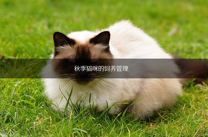 秋季猫咪的饲养管理,第1张