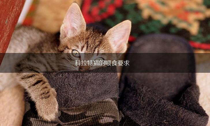 科拉特猫的喂食要求,第1张