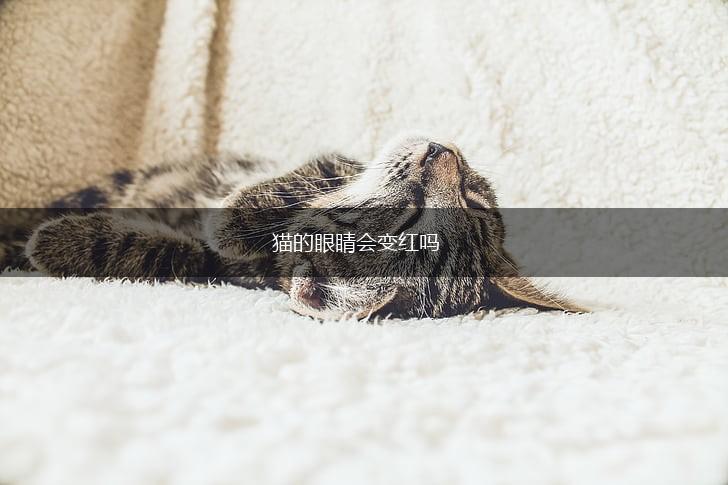 猫的眼睛会变红吗,第1张 猫的眼睛会变红吗,第1张