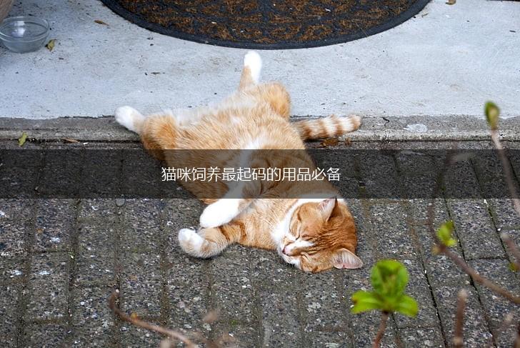 猫咪饲养最起码的用品必备,第1张 猫咪饲养最起码的用品必备,第1张