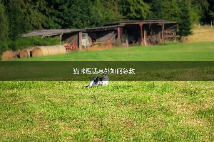 猫咪遭遇意外如何急救,第1张 猫咪遭遇意外如何急救,第1张