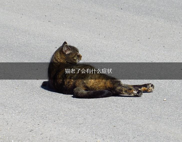 猫老了会有什么症状,第1张 猫老了会有什么症状,第1张