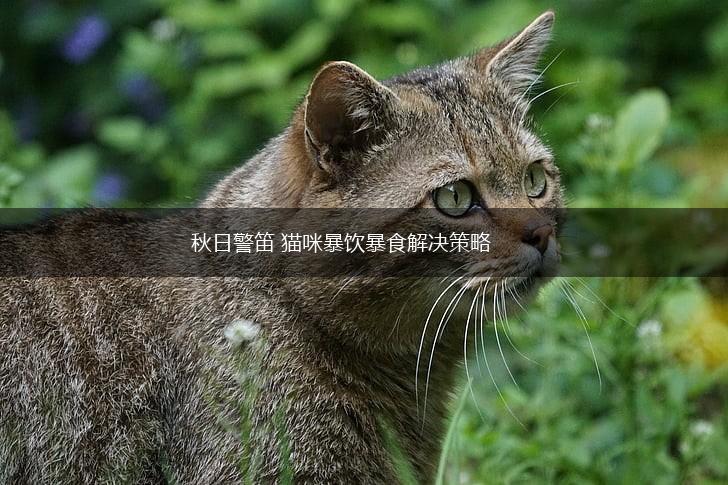 秋日警笛 猫咪暴饮暴食解决策略,第1张 秋日警笛 猫咪暴饮暴食解决策略,第1张