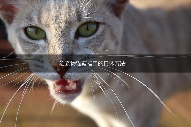 给宠物猫剪指甲的具体方法,第1张 给宠物猫剪指甲的具体方法,第1张