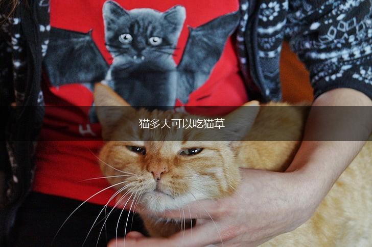 猫多大可以吃猫草,第1张 猫多大可以吃猫草,第1张