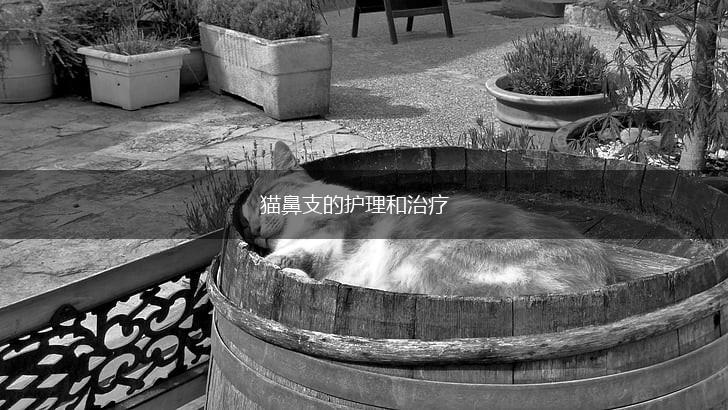 猫鼻支的护理和治疗,第1张 猫鼻支的护理和治疗,第1张