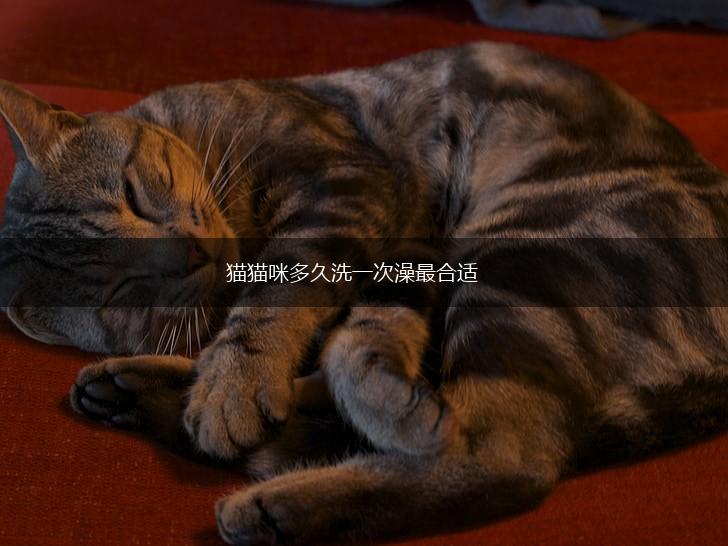 猫猫咪多久洗一次澡最合适,第1张 猫猫咪多久洗一次澡最合适,第1张