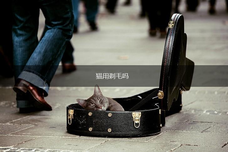 猫用剃毛吗,第1张 猫用剃毛吗,第1张