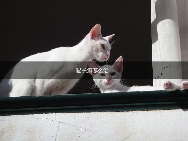 猫长癣怎么治,第1张 猫长癣怎么治,第1张