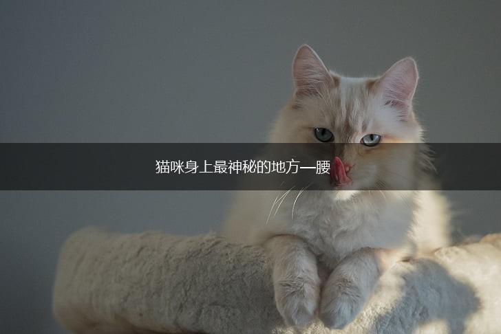 猫咪身上最神秘的地方—腰,第1张 猫咪身上最神秘的地方—腰,第1张