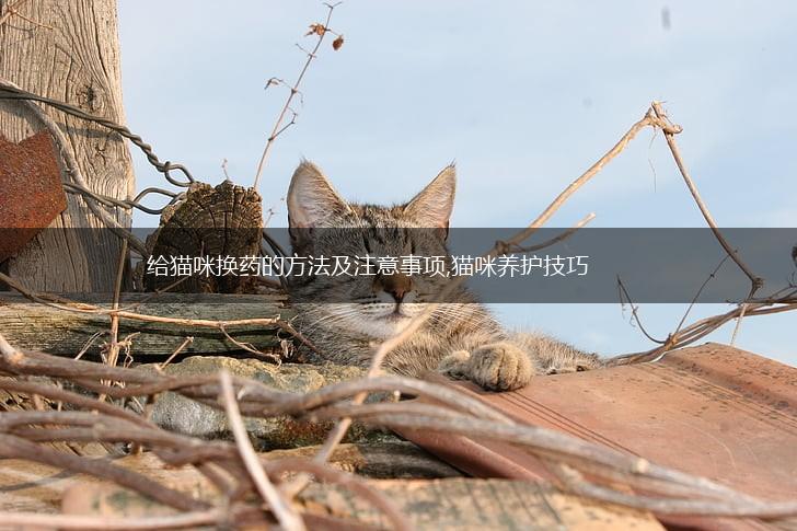 给猫咪换药的方法及注意事项,猫咪养护技巧,第1张 给猫咪换药的方法及注意事项,猫咪养护技巧,第1张