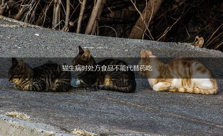 猫生病时处方食品不能代替药吃,第1张 猫生病时处方食品不能代替药吃,第1张