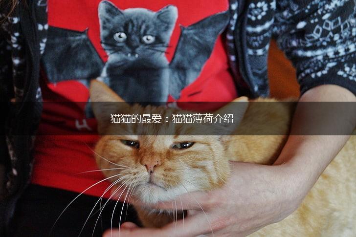 猫猫的最爱:猫猫薄荷介绍,第1张 猫猫的最爱:猫猫薄荷介绍,第1张