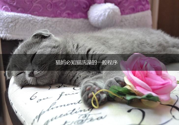 猫妈必知猫洗澡的一般程序,第1张 猫妈必知猫洗澡的一般程序,第1张