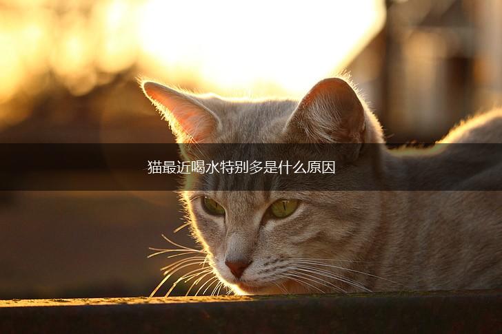 猫最近喝水特别多是什么原因,第1张 猫最近喝水特别多是什么原因,第1张