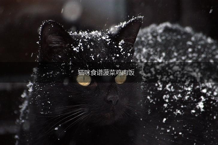 猫咪食谱菠菜鸡肉饭,第1张 猫咪食谱菠菜鸡肉饭,第1张