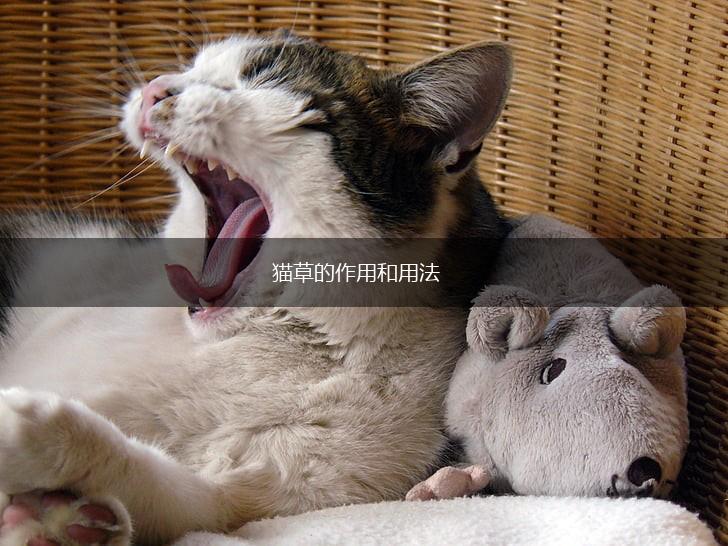 猫草的作用和用法,第1张