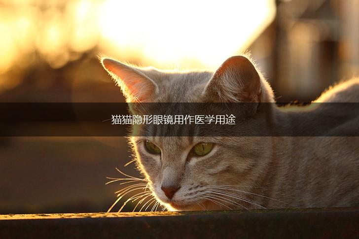猫猫隐形眼镜用作医学用途,第1张 猫猫隐形眼镜用作医学用途,第1张