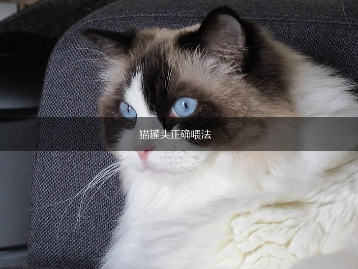 猫罐头正确喂法,第1张