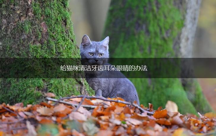 给猫咪清洁牙齿耳朵眼睛的办法,第1张 给猫咪清洁牙齿耳朵眼睛的办法,第1张