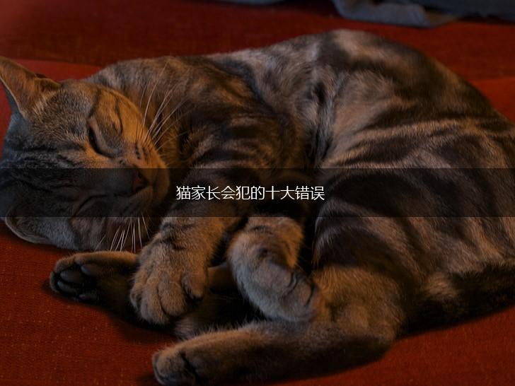 猫家长会犯的十大错误,第1张 猫家长会犯的十大错误,第1张