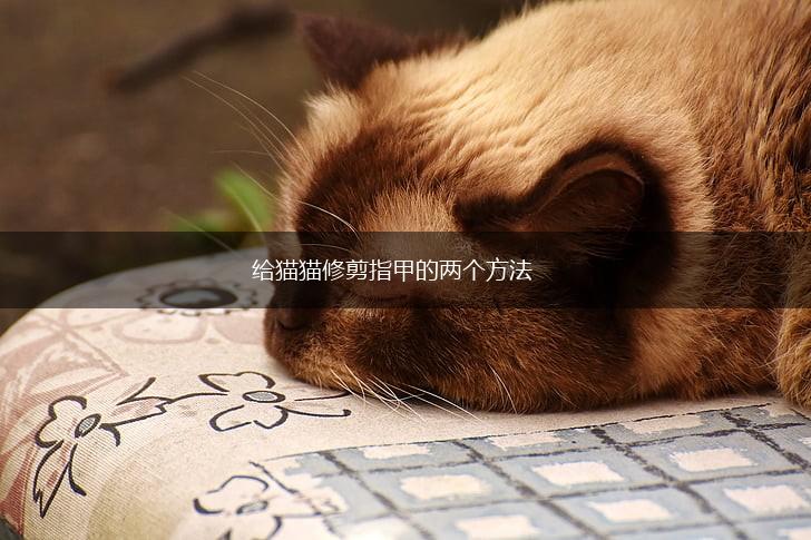 给猫猫修剪指甲的两个方法,第1张 给猫猫修剪指甲的两个方法,第1张