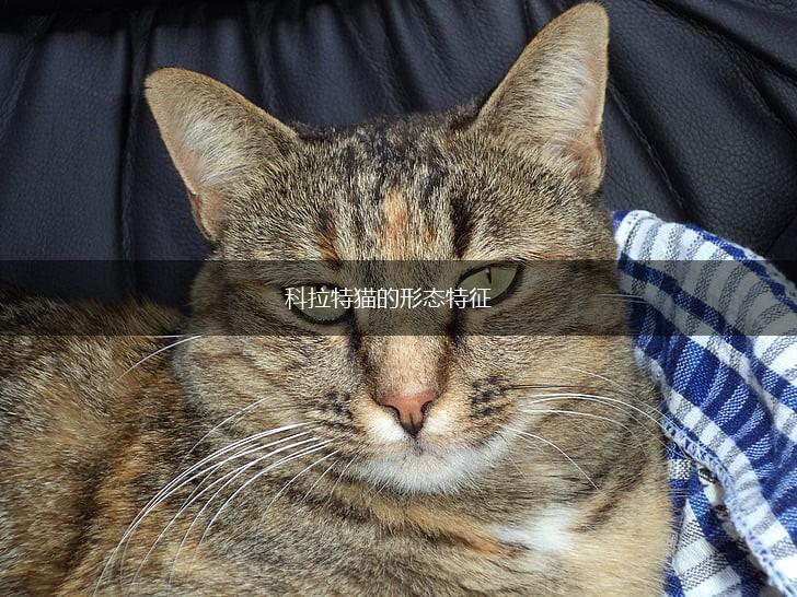 科拉特猫的形态特征,第1张