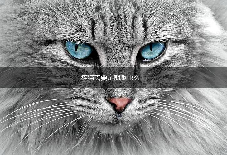 猫猫需要定期驱虫么,第1张 猫猫需要定期驱虫么,第1张