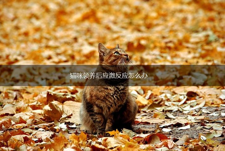 猫咪领养后应激反应怎么办,第1张 猫咪领养后应激反应怎么办,第1张