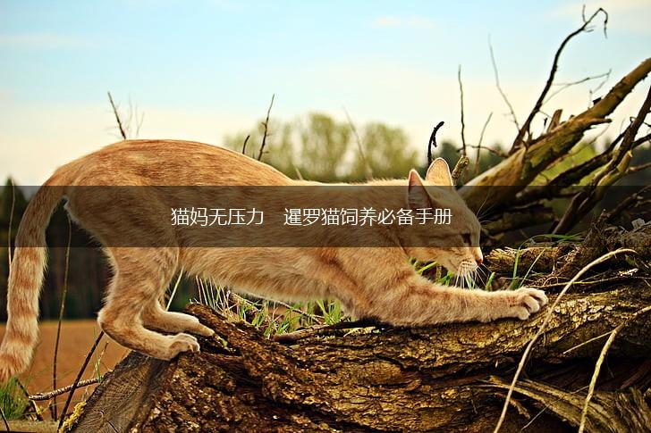 猫妈无压力 暹罗猫饲养必备手册,第1张 猫妈无压力 暹罗猫饲养必备手册,第1张