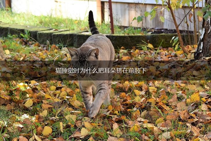 猫睡觉时为什么把耳朵挤在前肢下,第1张