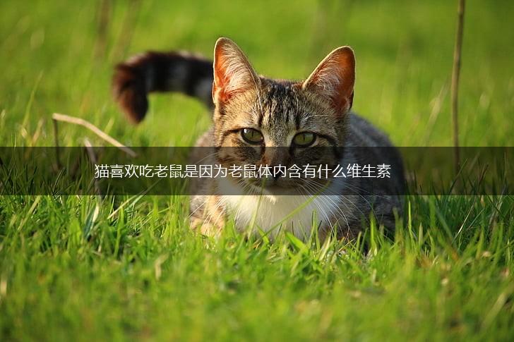 猫喜欢吃老鼠是因为老鼠体内含有什么维生素,第1张 猫喜欢吃老鼠是因为老鼠体内含有什么维生素,第1张