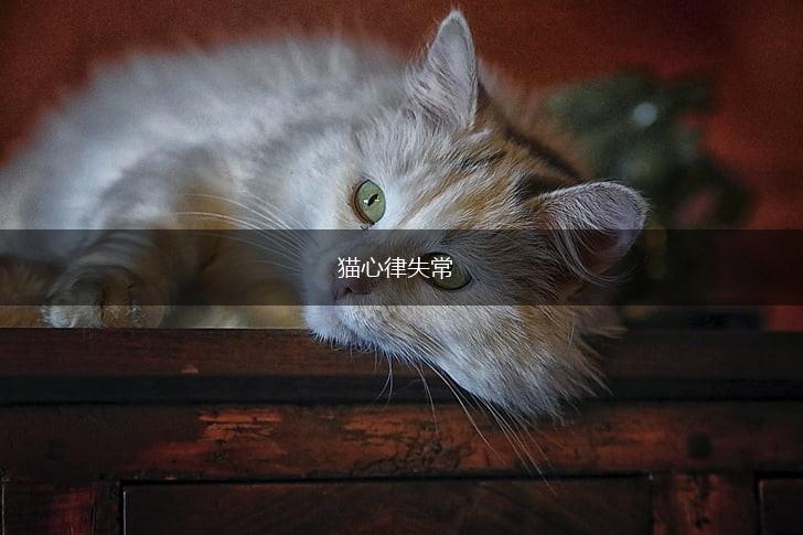 猫心律失常,第1张 猫心律失常,第1张