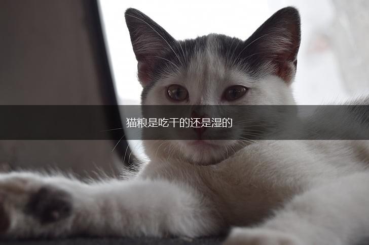 猫粮是吃干的还是湿的,第1张