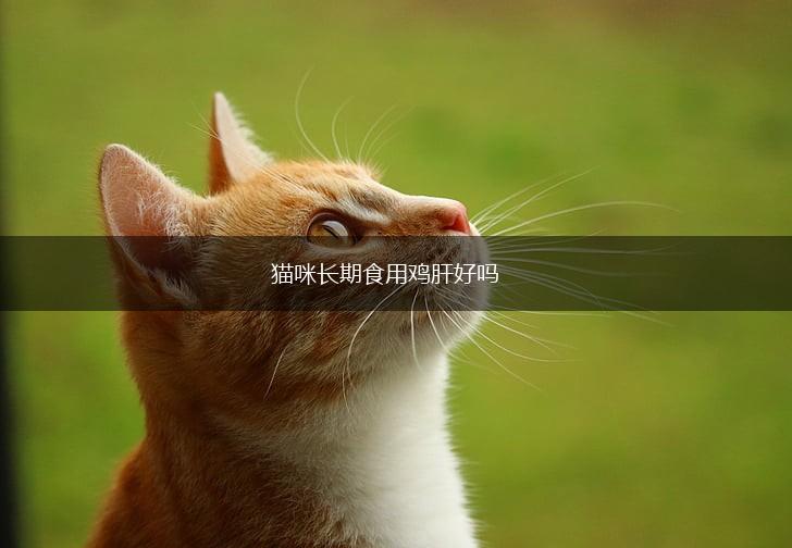 猫咪长期食用鸡肝好吗,第1张 猫咪长期食用鸡肝好吗,第1张