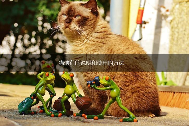 猫薄荷的说明和使用的方法,第1张