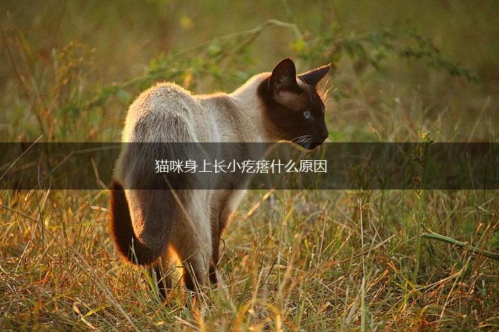 猫咪身上长小疙瘩什么原因,第1张 猫咪身上长小疙瘩什么原因,第1张